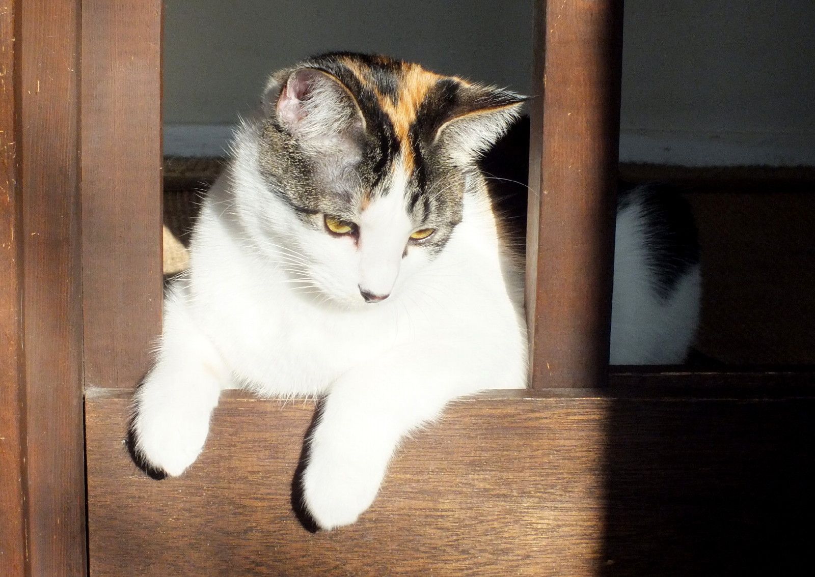 CCCS041-Nala.jpg