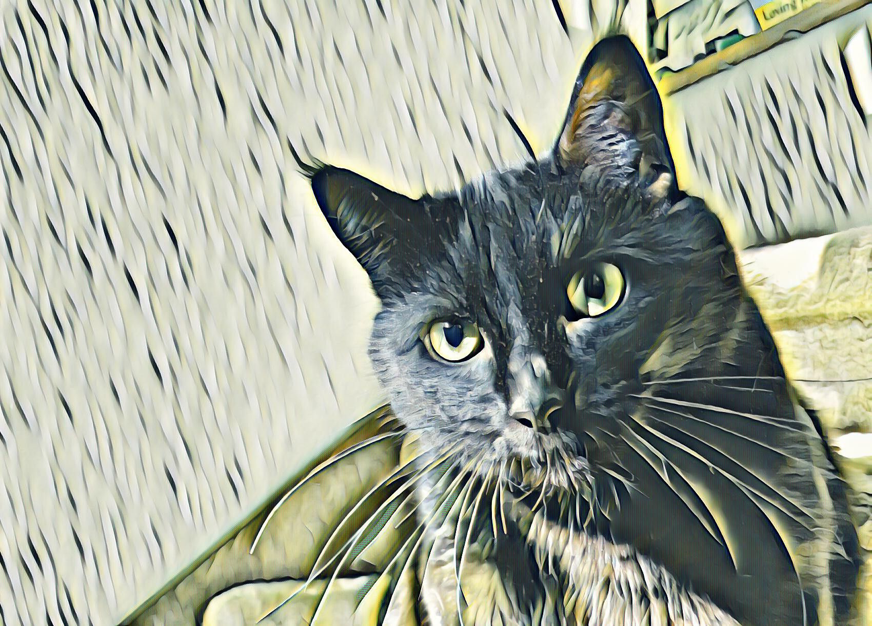 CCC043-ArtyCat2.jpg