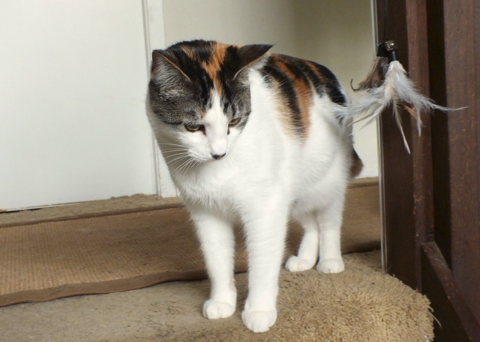CCCS039-Nala.jpg