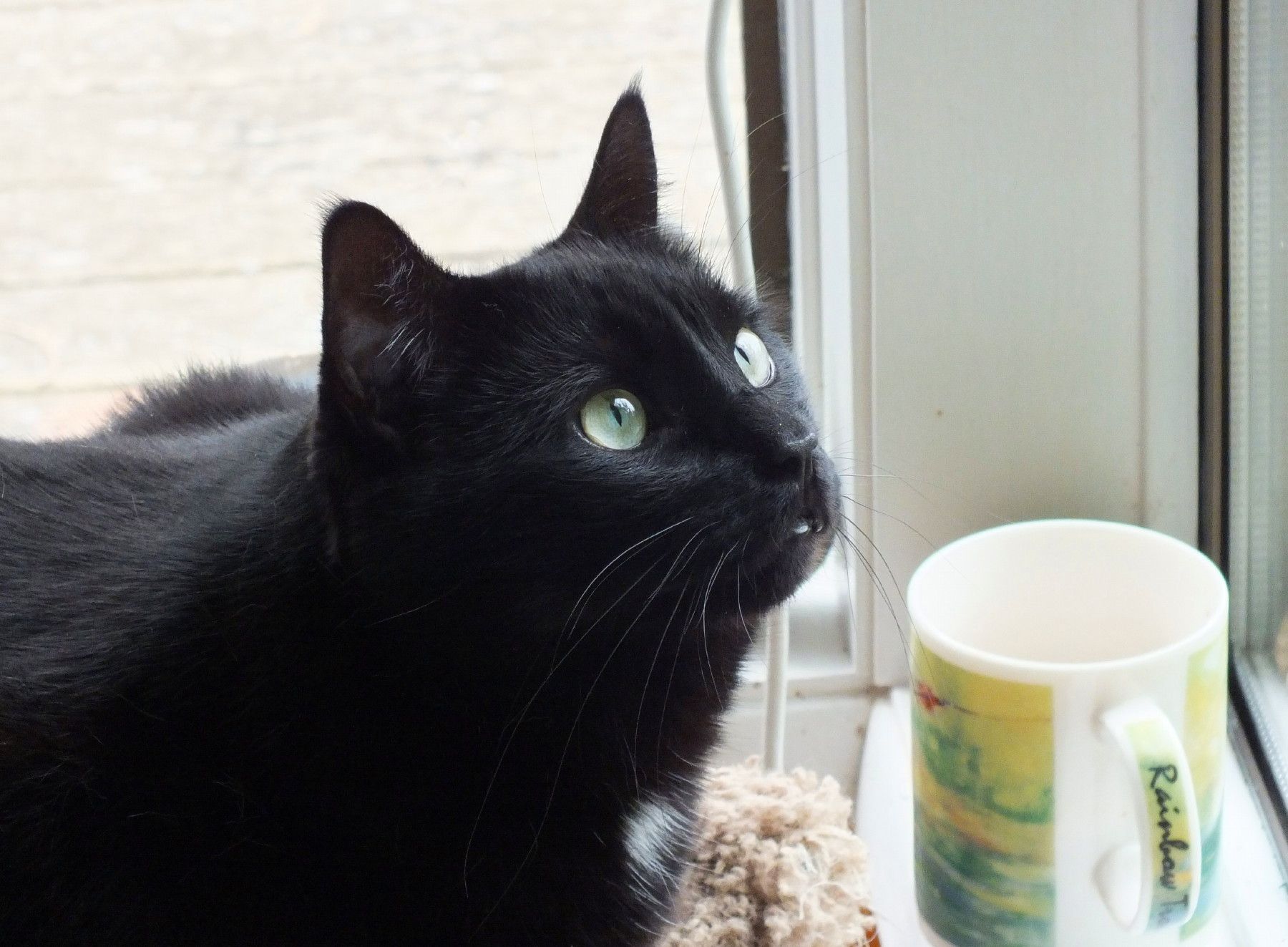CCC-21-005-BrightEyes.jpg