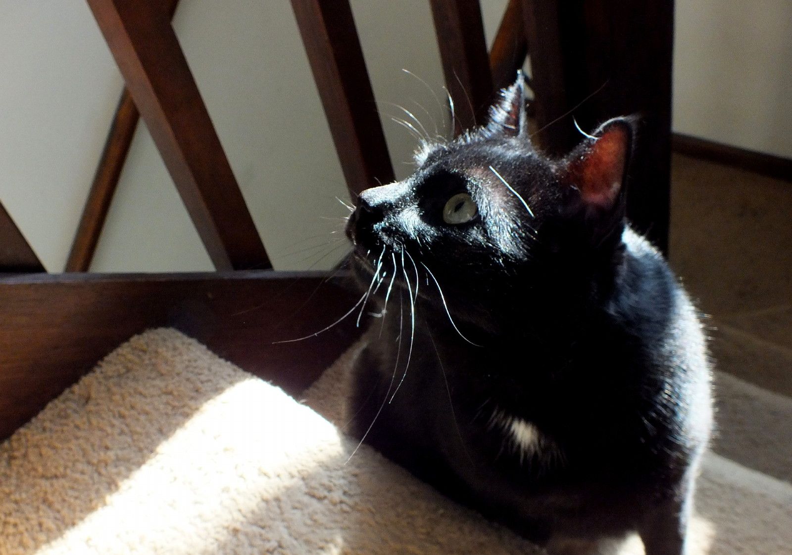CC0132-SunCat.jpg