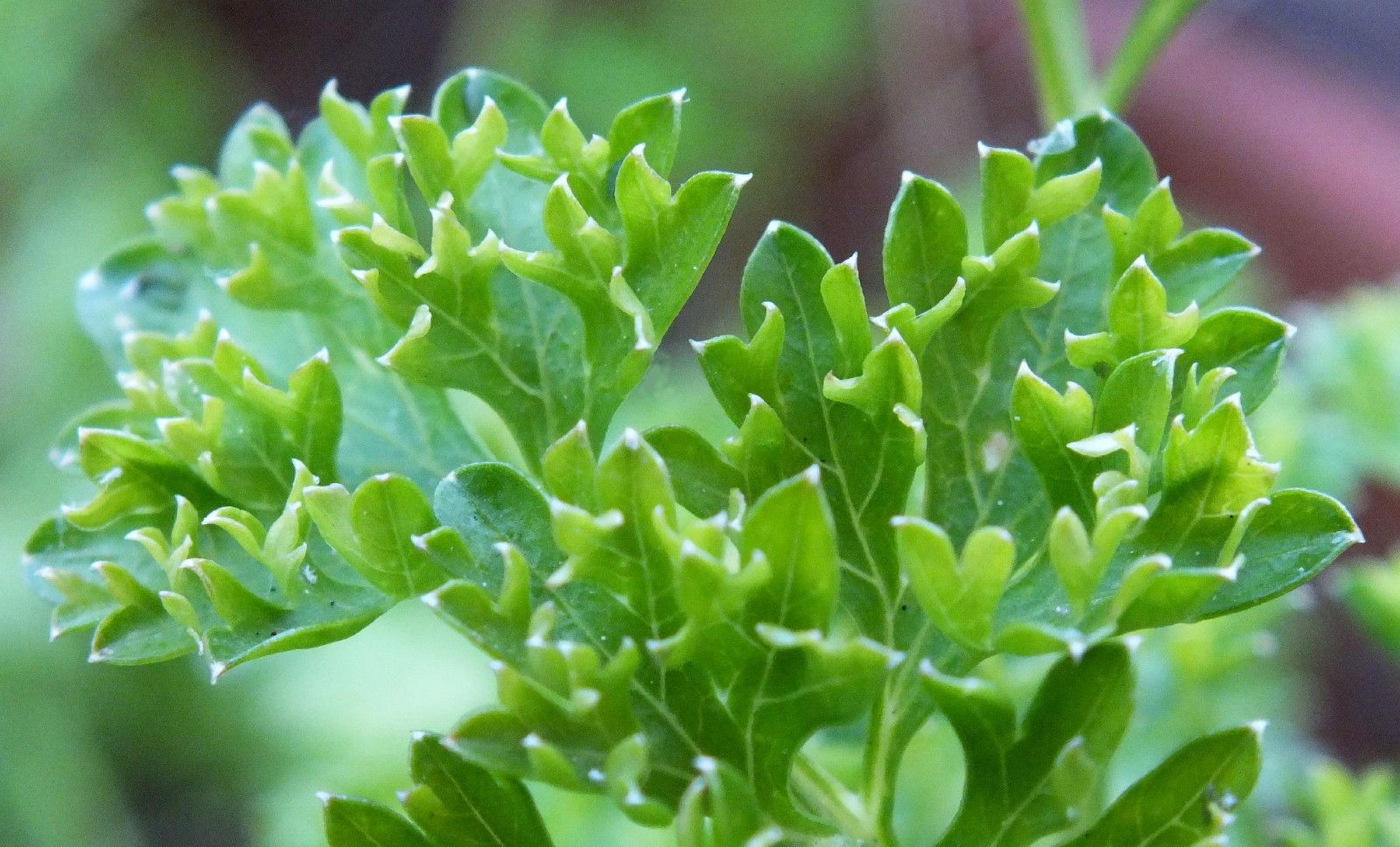 CCP-051-Parsley2.JPG