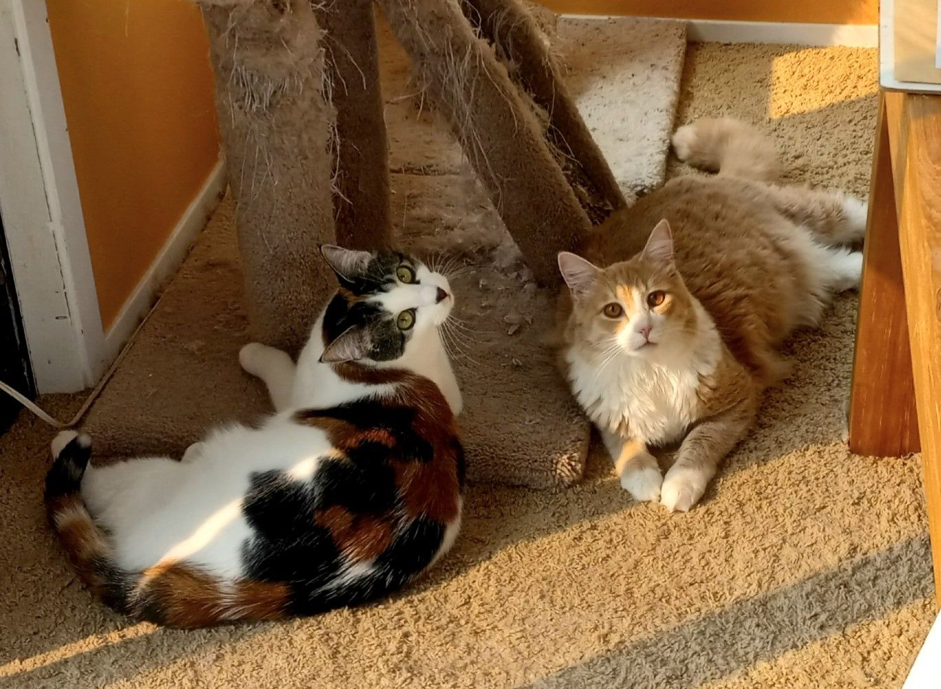 CC0748-TwoCats.jpg