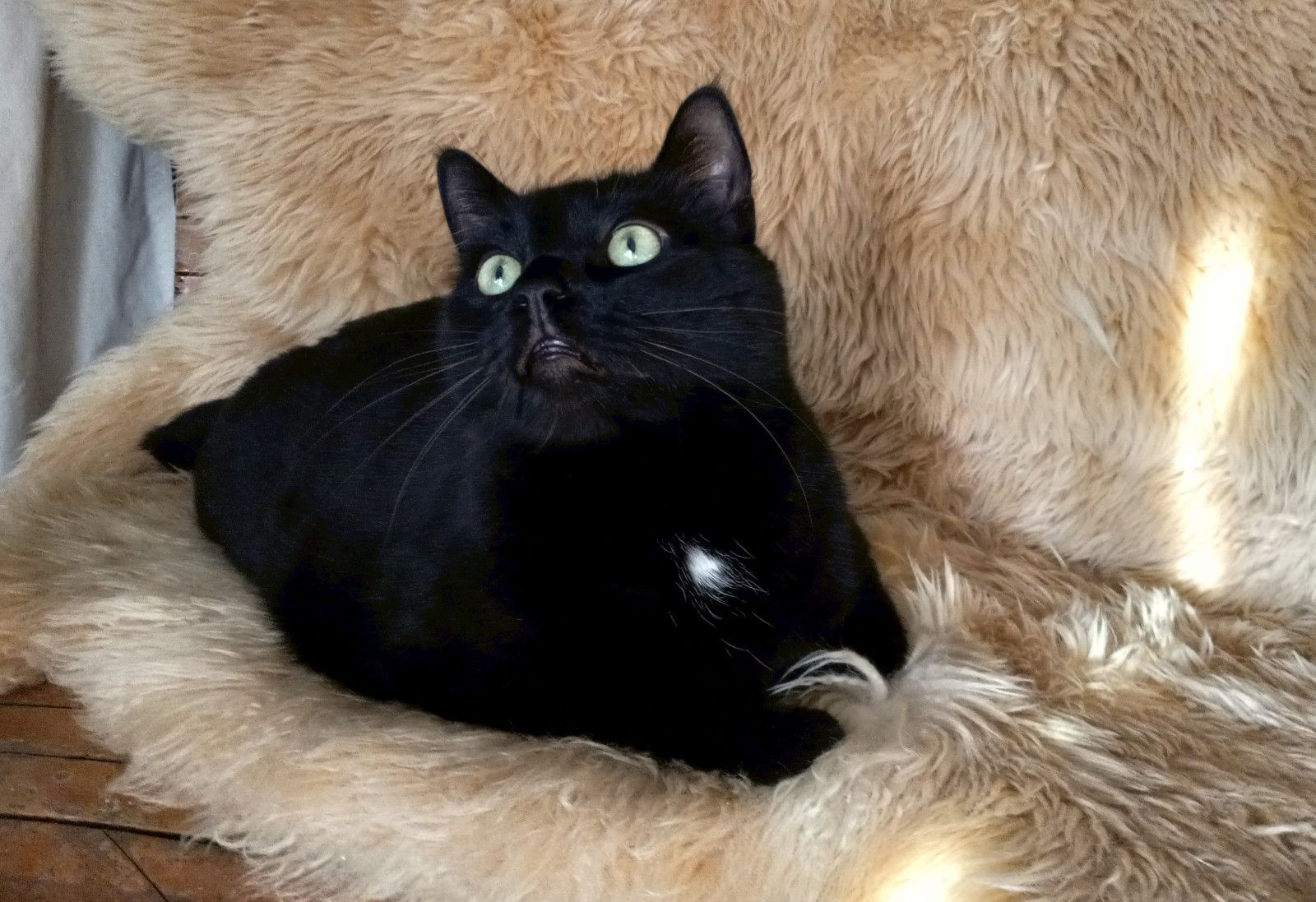 CC0108-Sheepskin.jpg