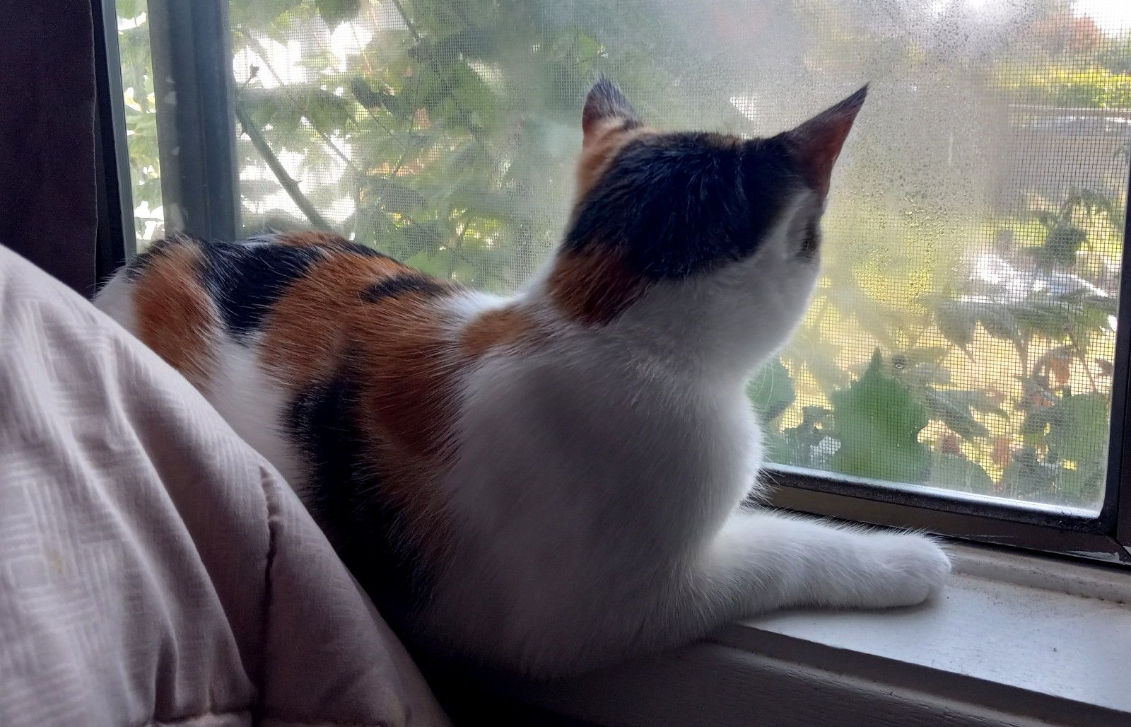 CC0660-Lala-window.jpg
