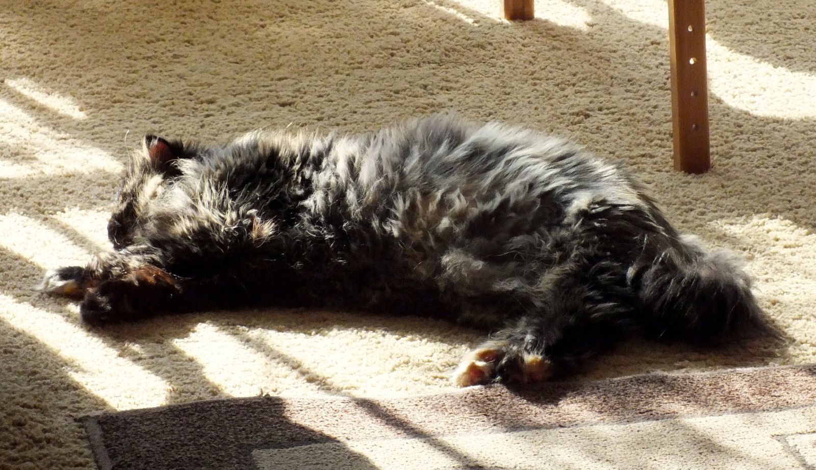 CC0725-SunnySmudge.jpg
