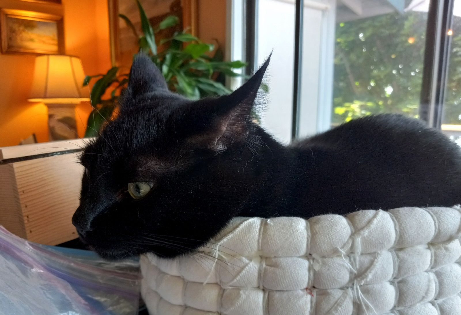 CC0108-GrumpyBasket.jpg