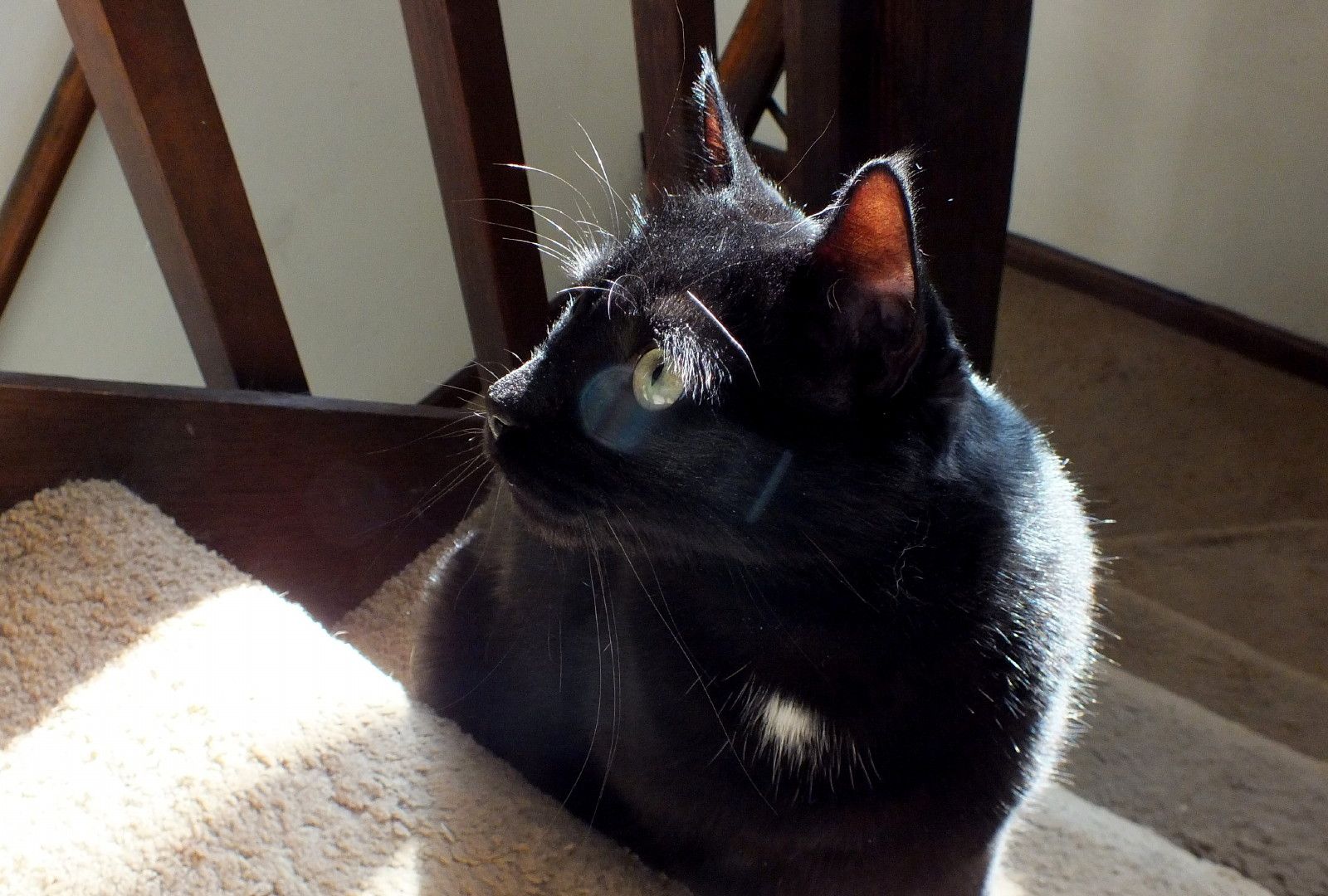 CC0228-SunCat3.jpg