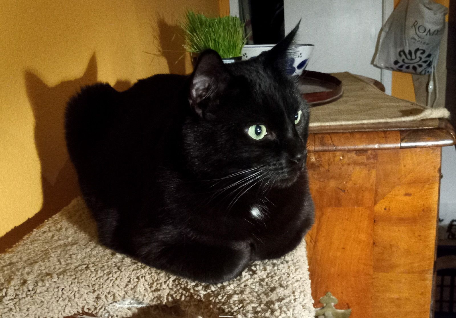 CC0526-Perch.jpg