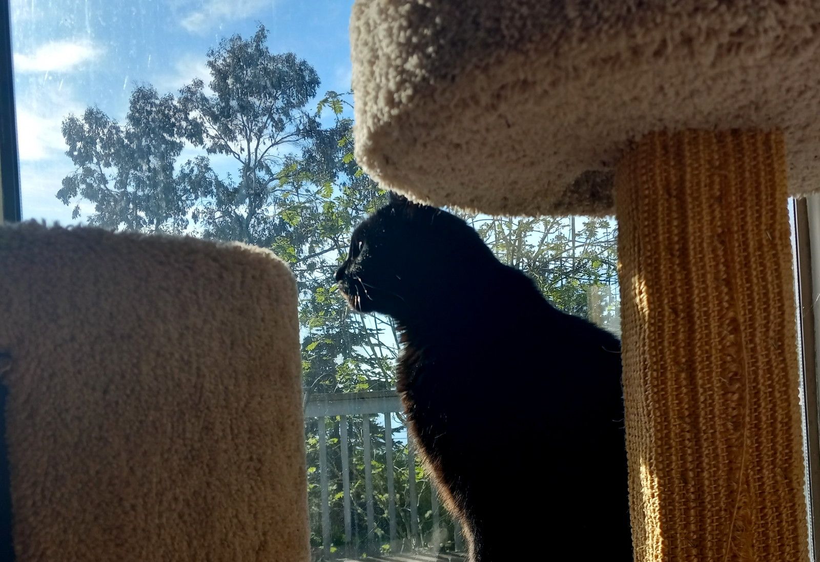 CC0632-SunnyCat2.jpg