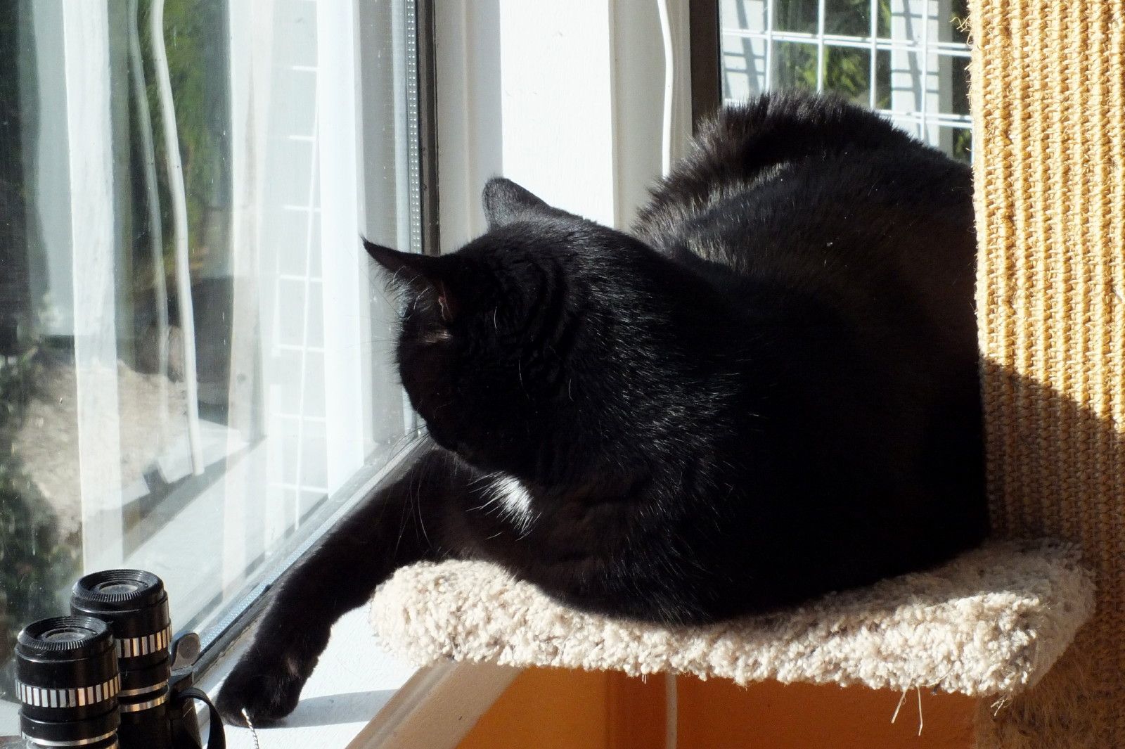 CC0157-SunnyPerch.JPG