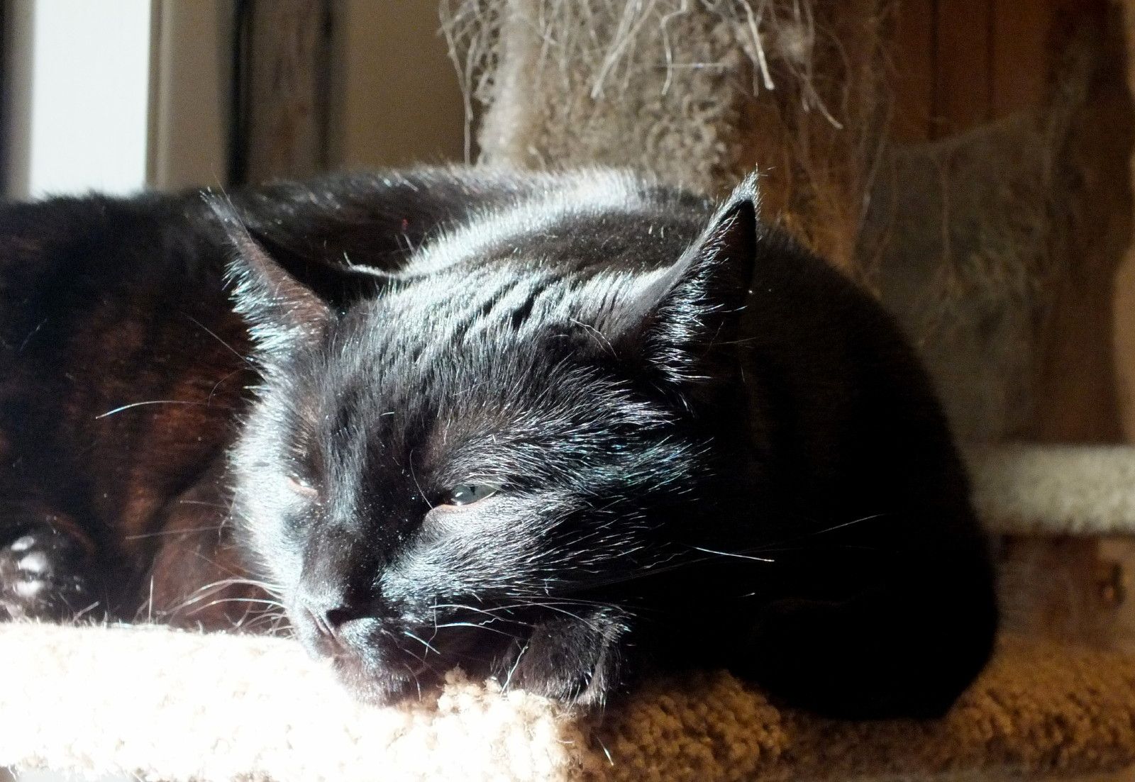CC0111-Sunshine1.JPG