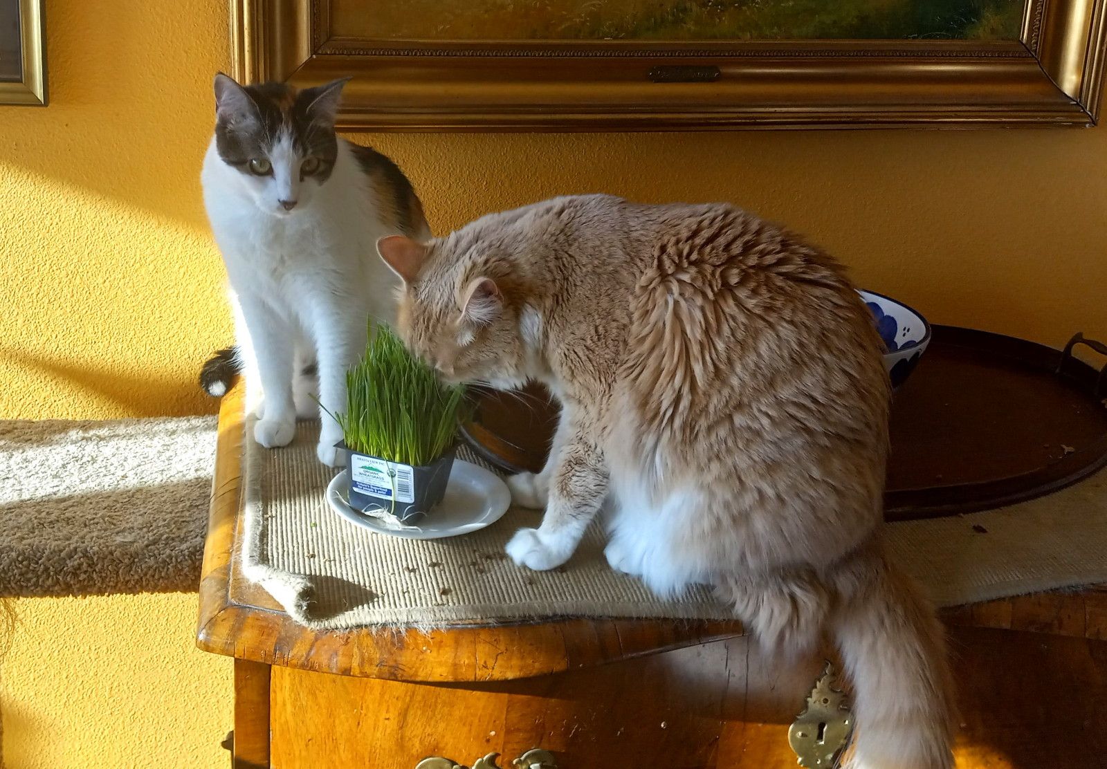 CC0744-Grass.jpg