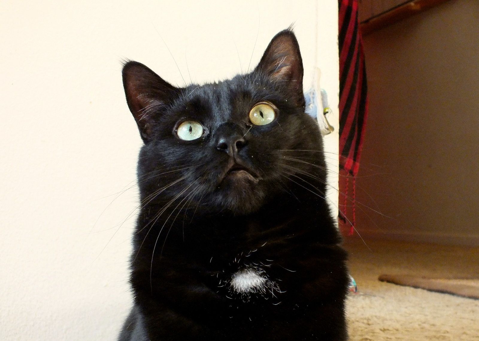 CC0001-LookingUp.jpg
