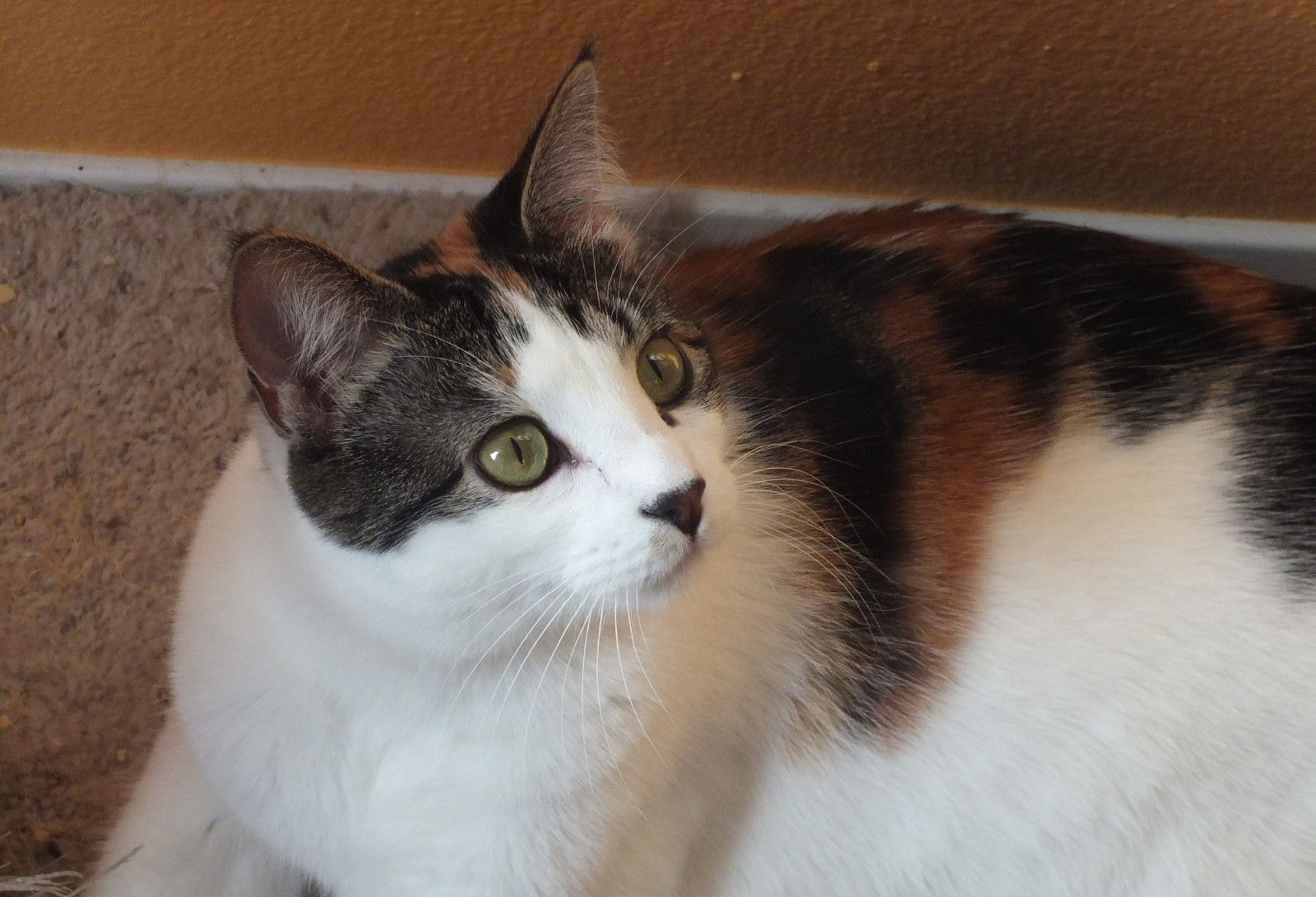CC0746-Nala.jpg