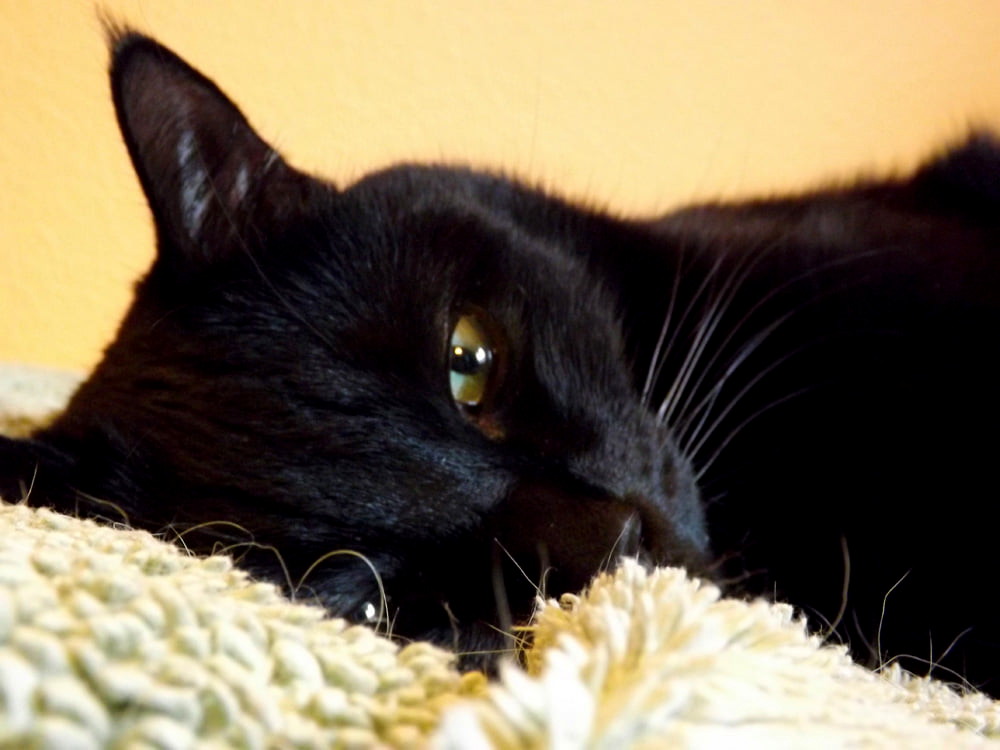 CC0062-Sleeping.JPG