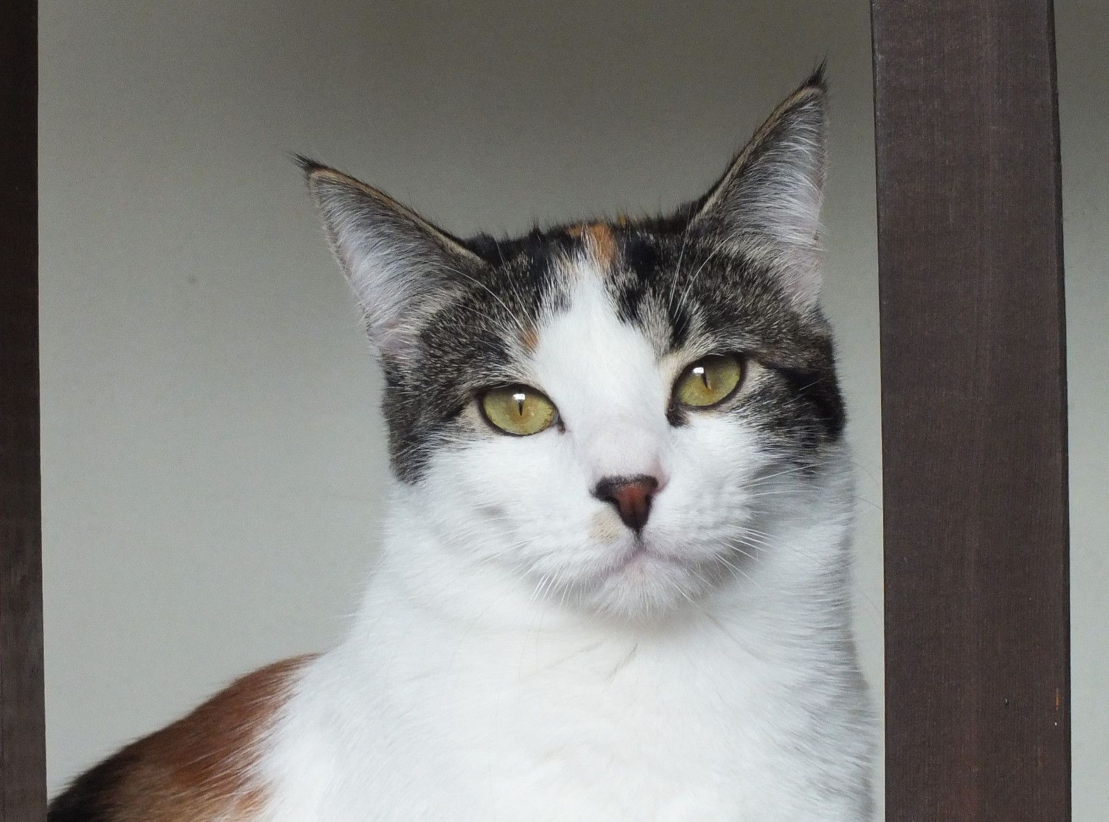 CC0716-Nala.jpg