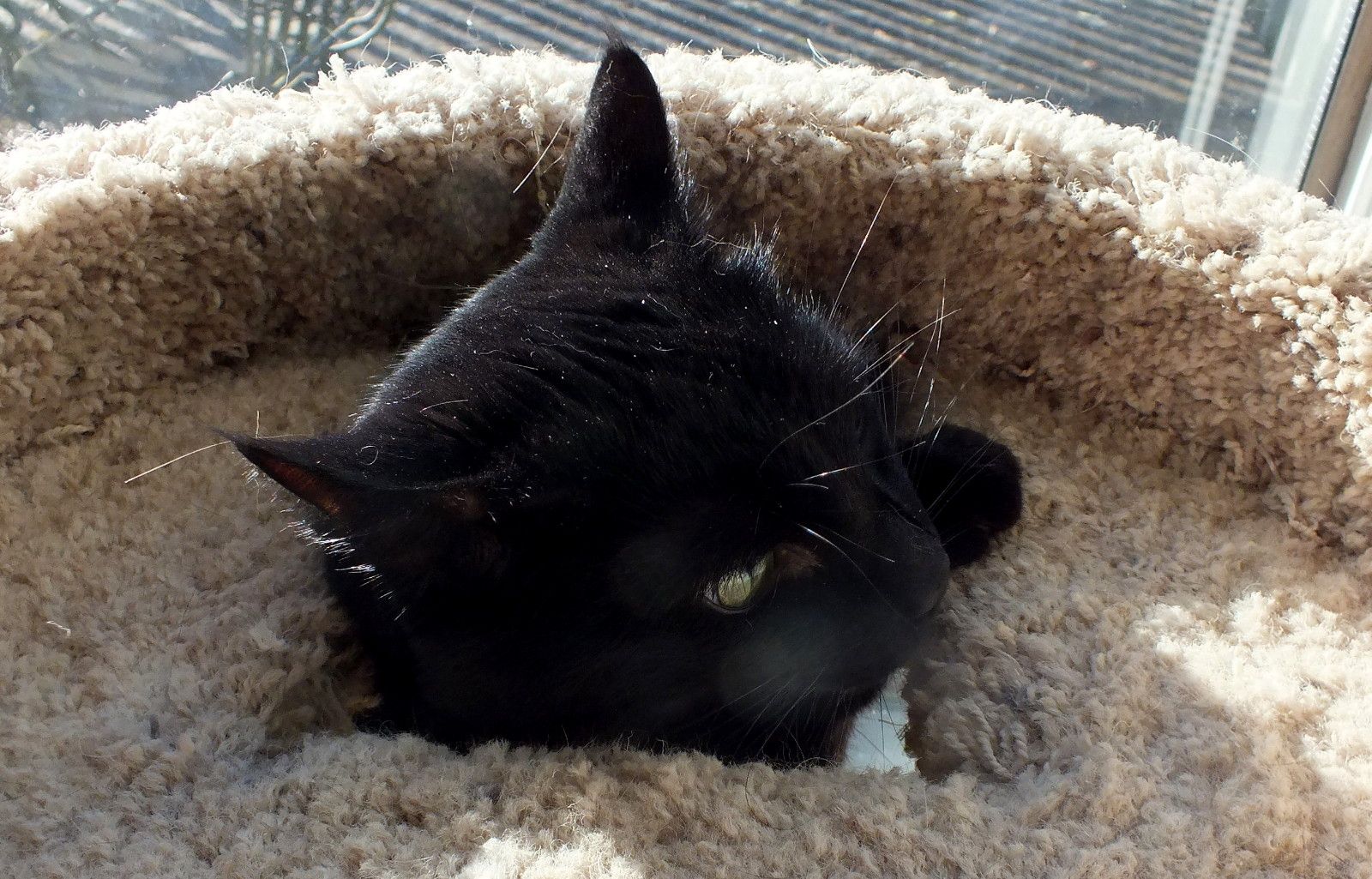 CC0632-HoleCat.jpg