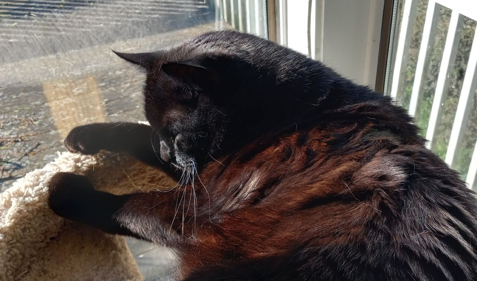 CC0632-SunnyCat4.jpg