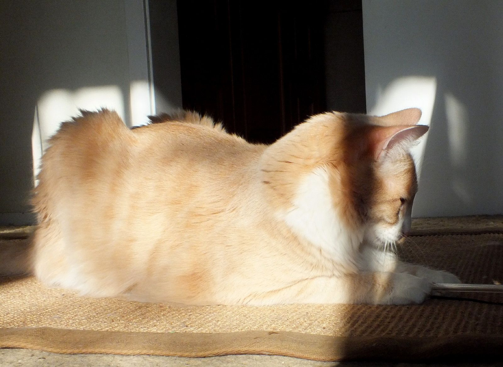 Curator Cat: Lazy Holiday Weekend Caturday!