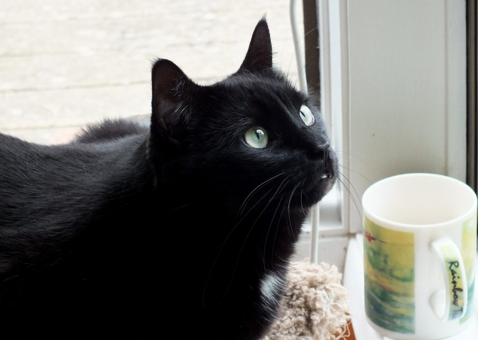 CC0032WithCup.jpg