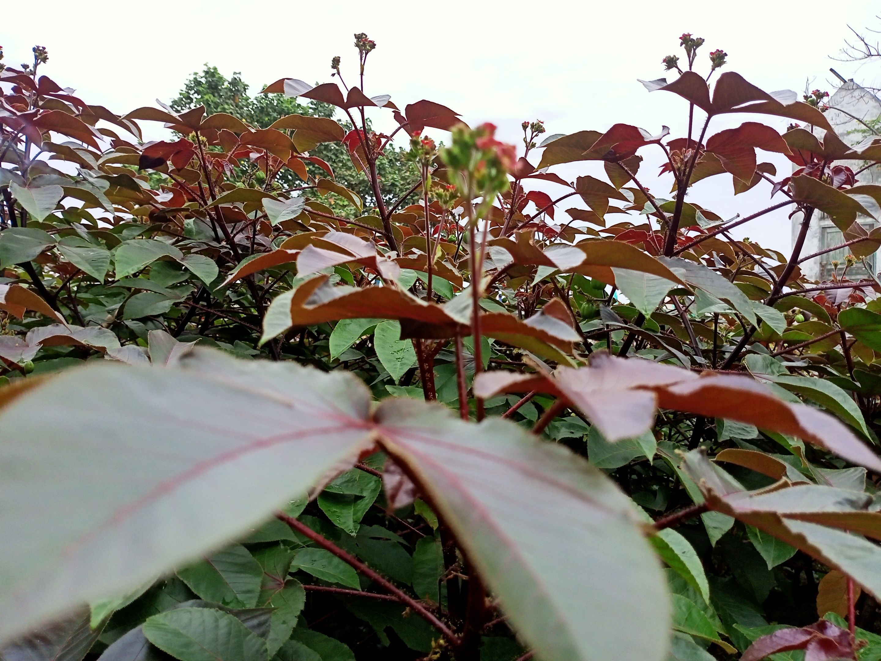 IMG20210518102211.jpg