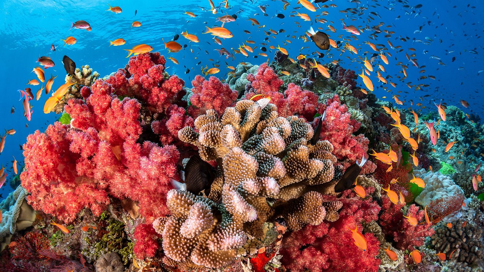 arrecife.jpg