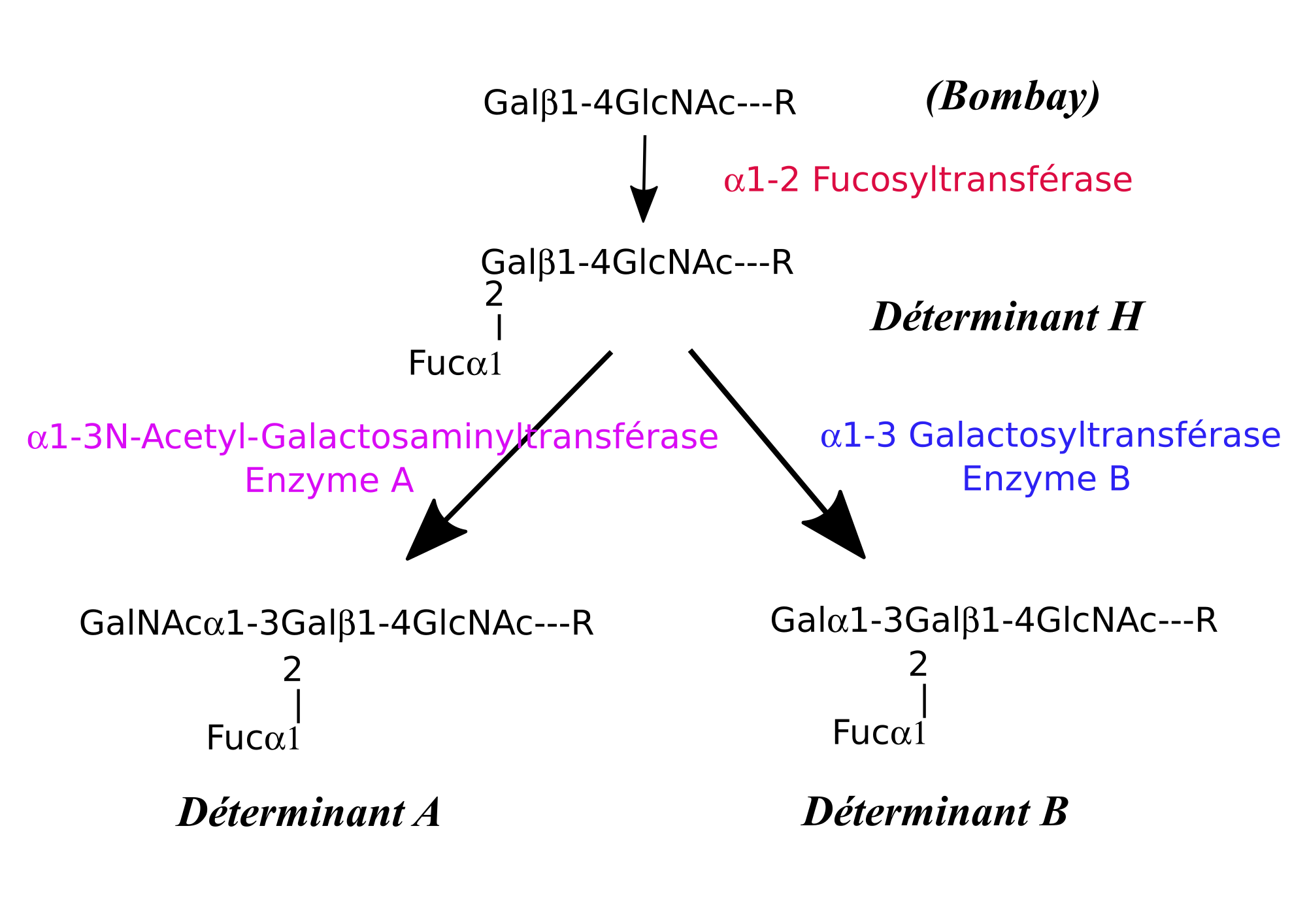 2000px-ABO_antigens_biosynthesis_fr.svg.png
