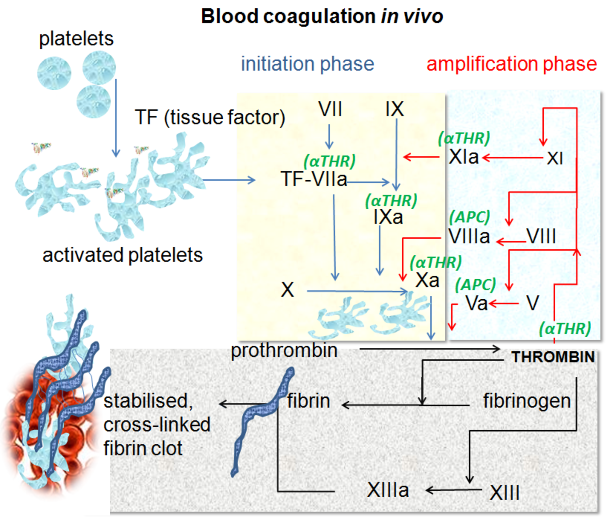 Coagulation_in_vivo.png