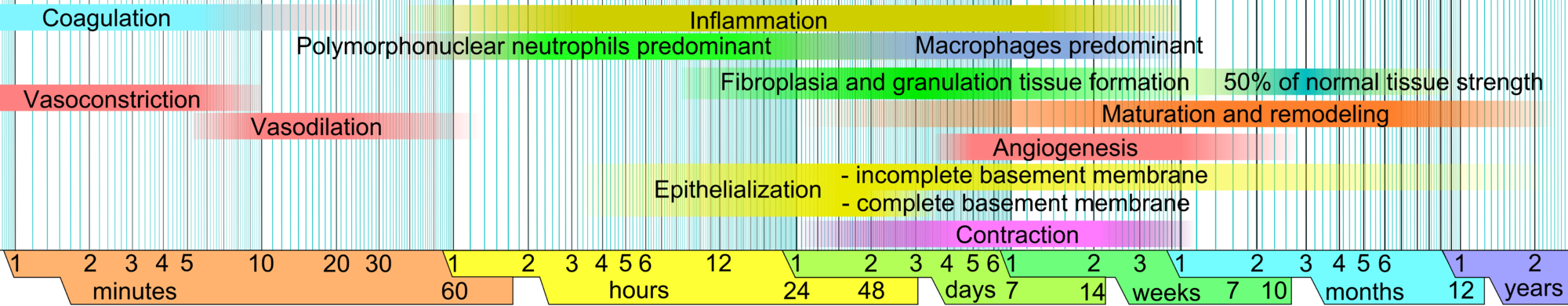 Wound_healing_phases.png