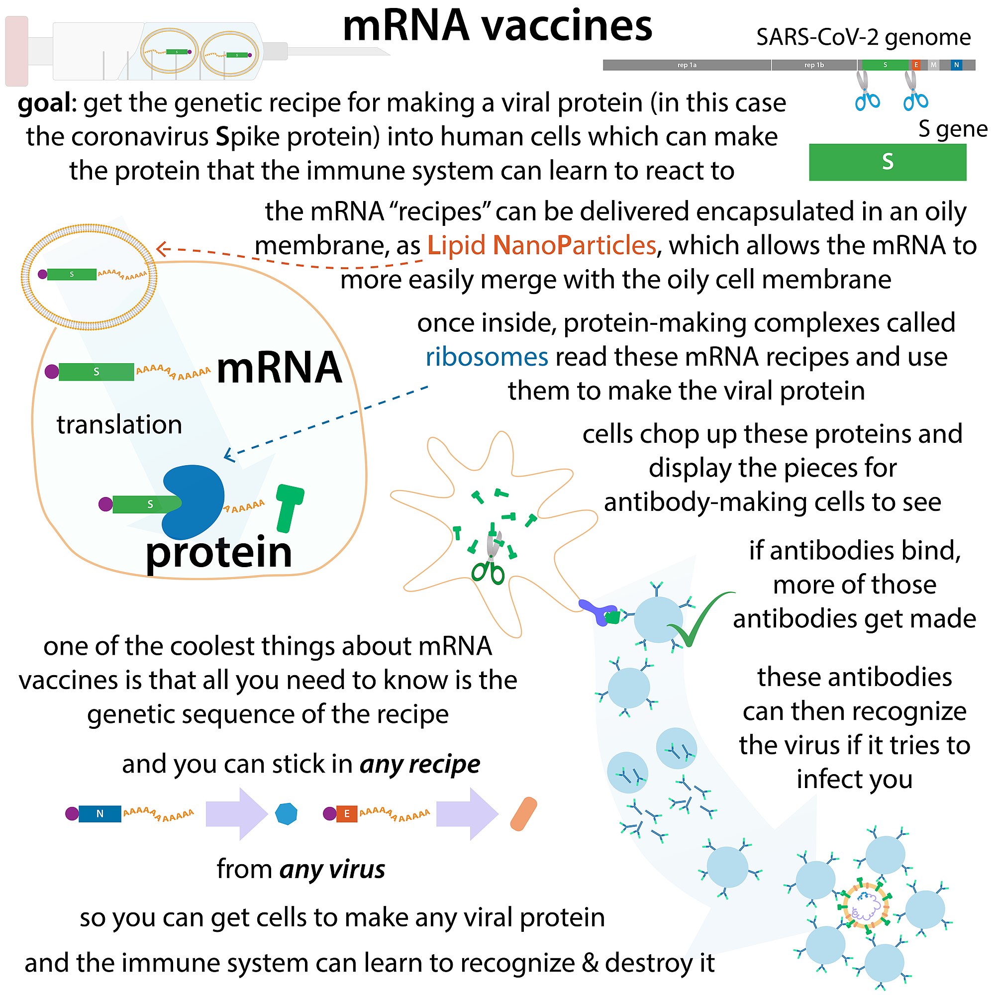 Coronavirus_mRNA_vaccines.jpg