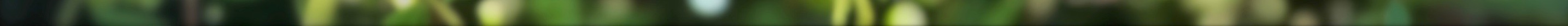 honeysucklespider 3.jpeg
