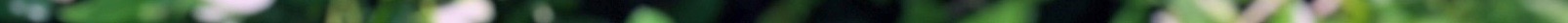 reachingupvine 3.jpeg