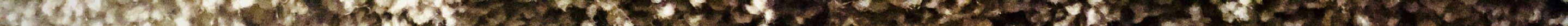 IMG_2037 4.jpeg