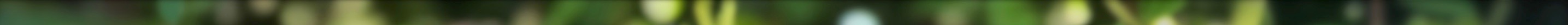 honeysucklespider 2.jpeg