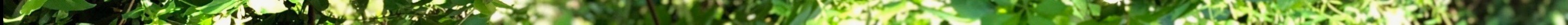 twiningnoon 3.jpeg