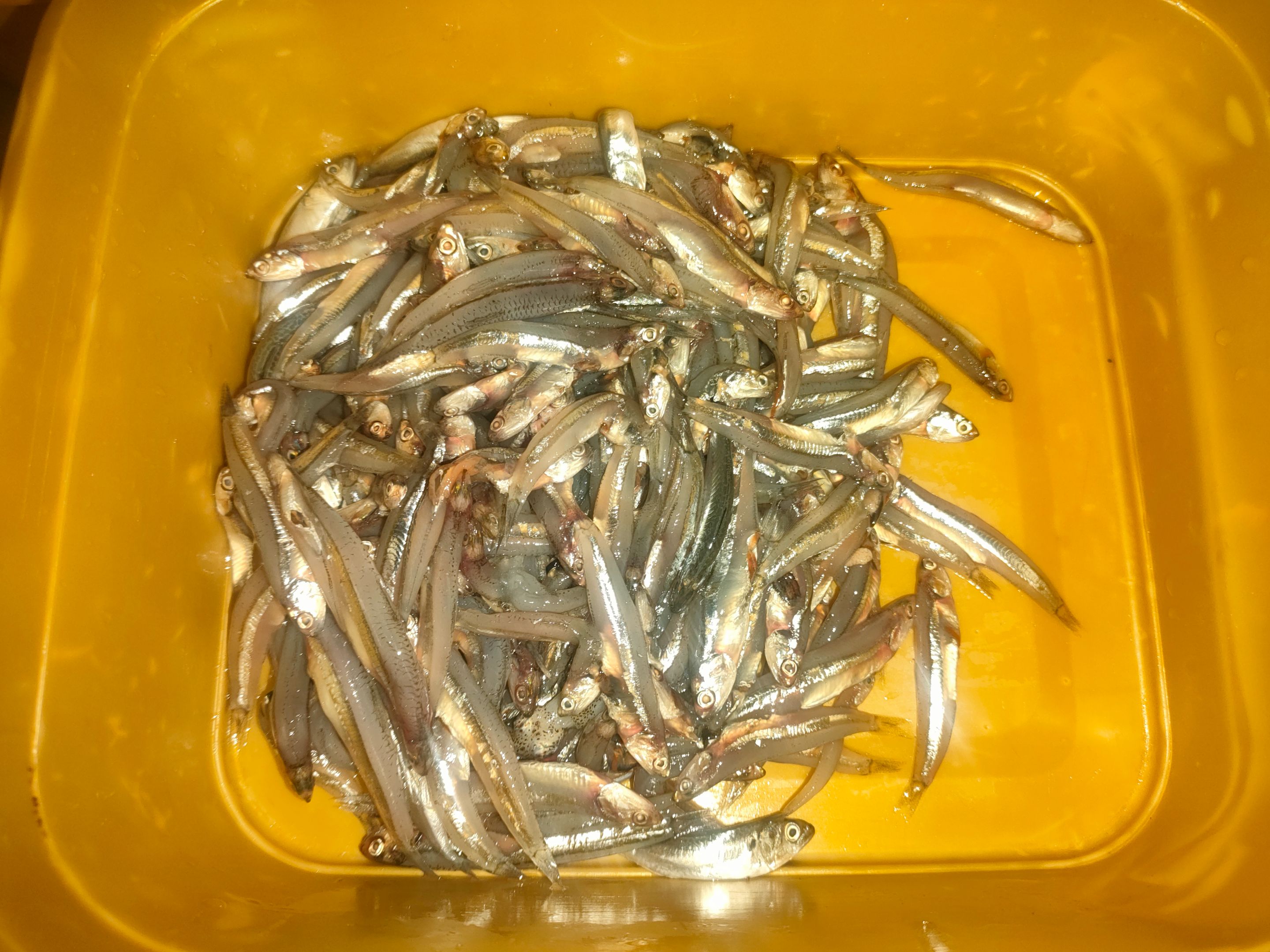 FRESH ANCHOVIES.jpg