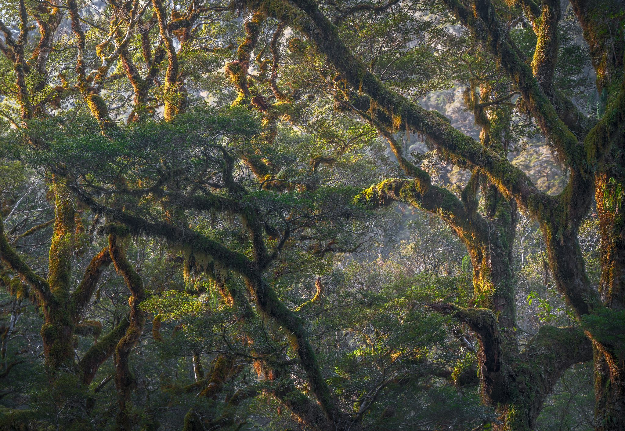 entangle-New-Zealand-Dale-gribble-photography-dalegphoto.jpg