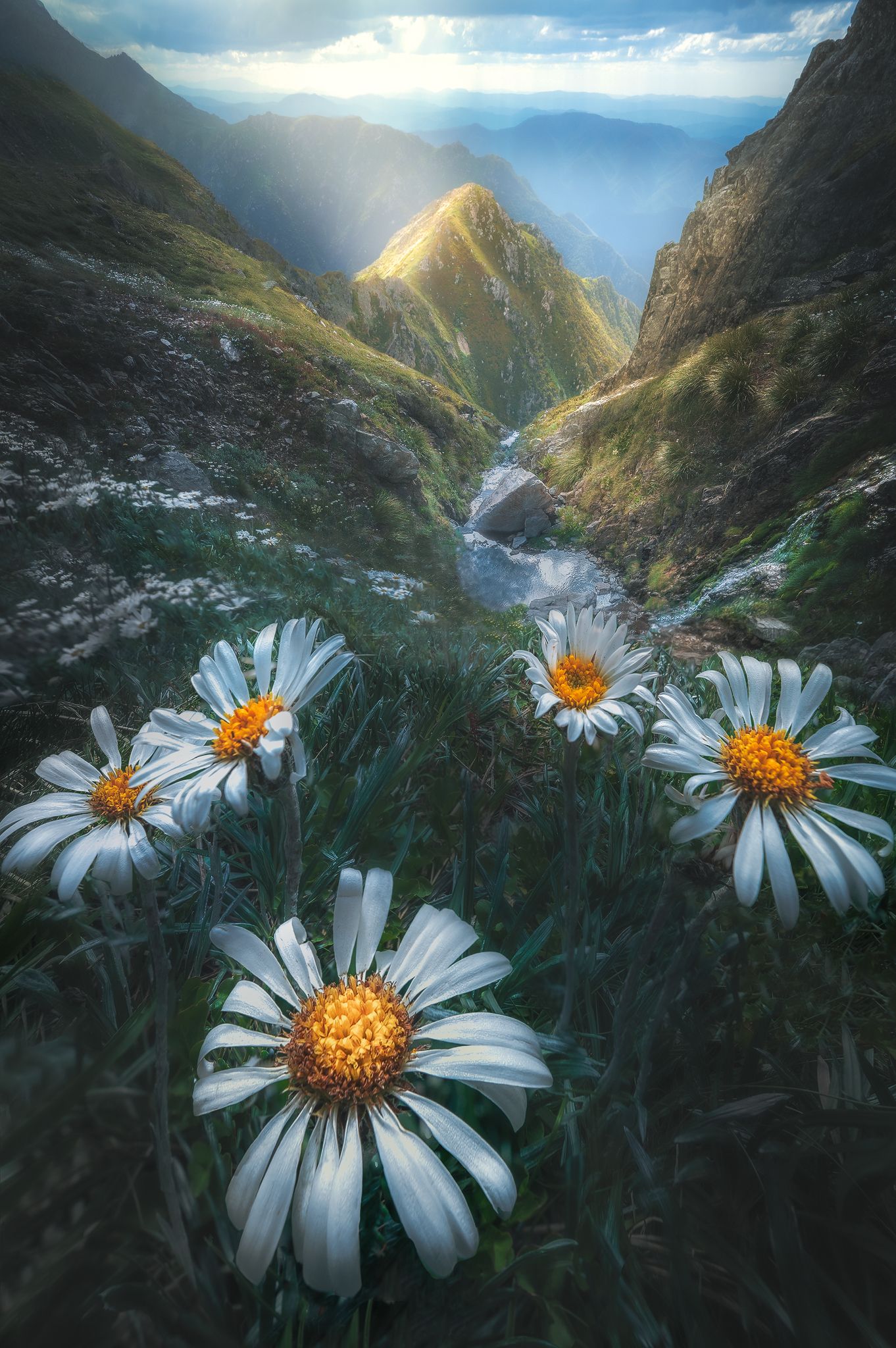 bloom-dalegphoto.jpg