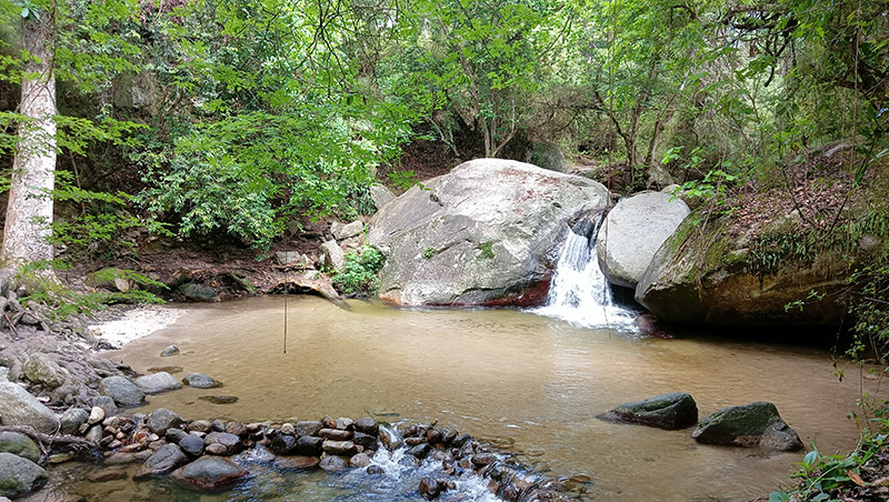 cocuizas
