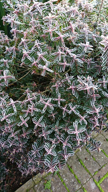 nature-3296376_640.jpg