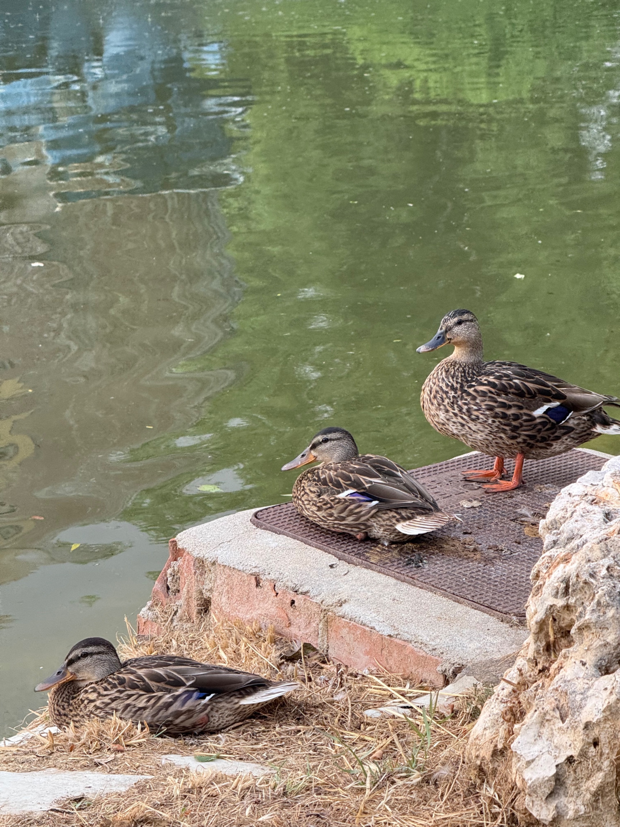 IMG_6102.jpeg