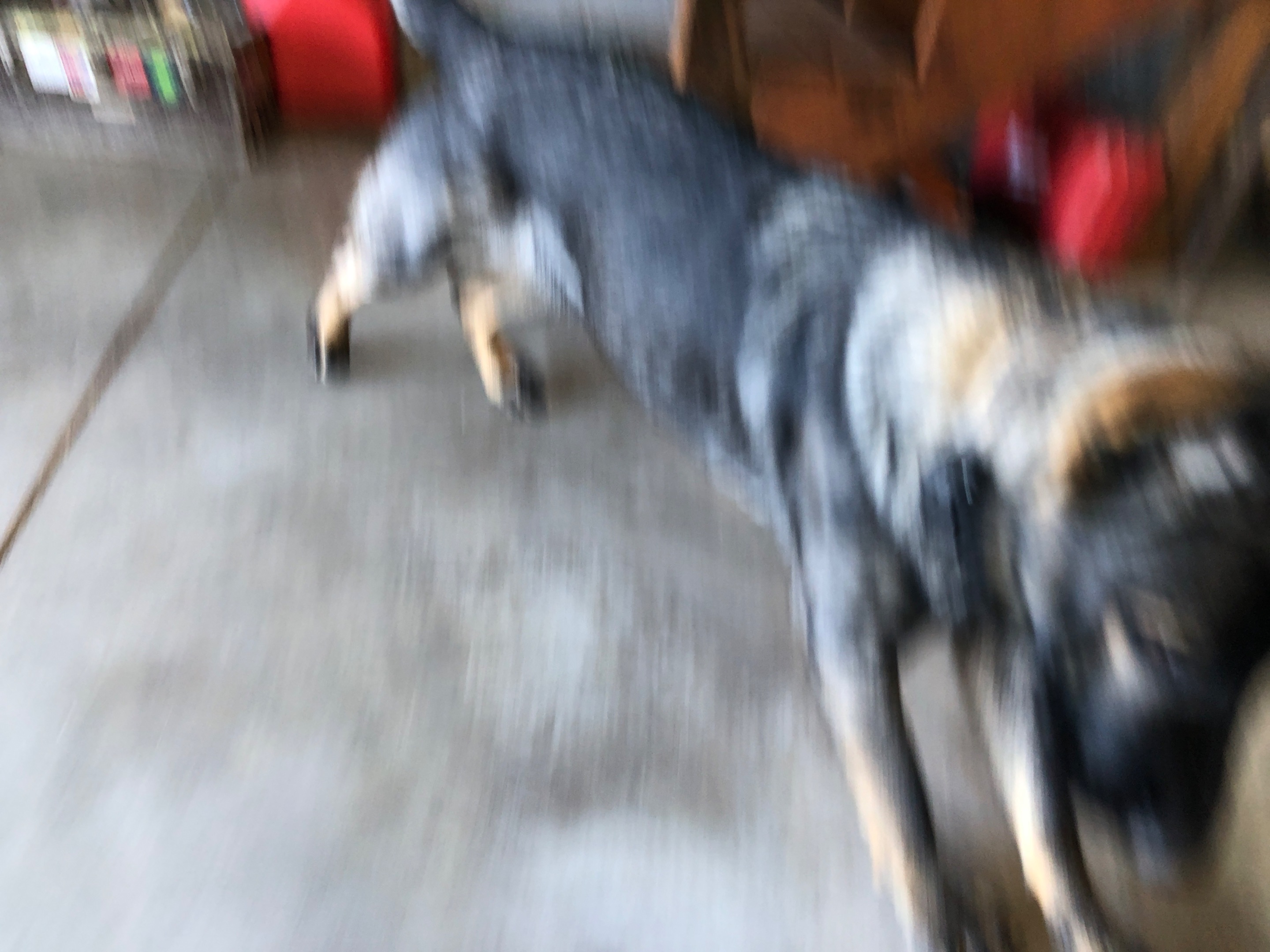 IMG_7528.jpeg