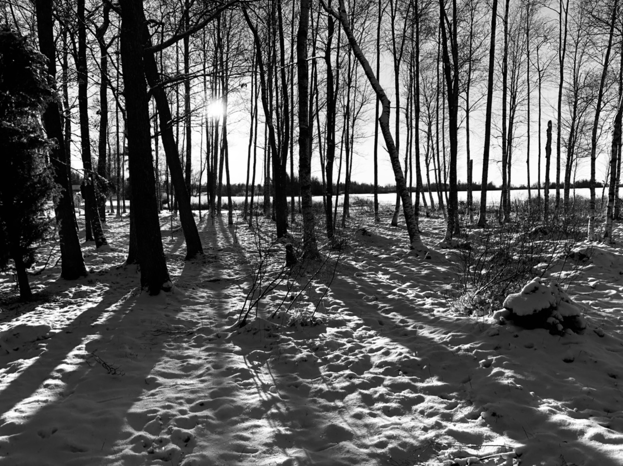 FFC030FD-60F8-47A8-84A0-1813C627B3B4.jpeg