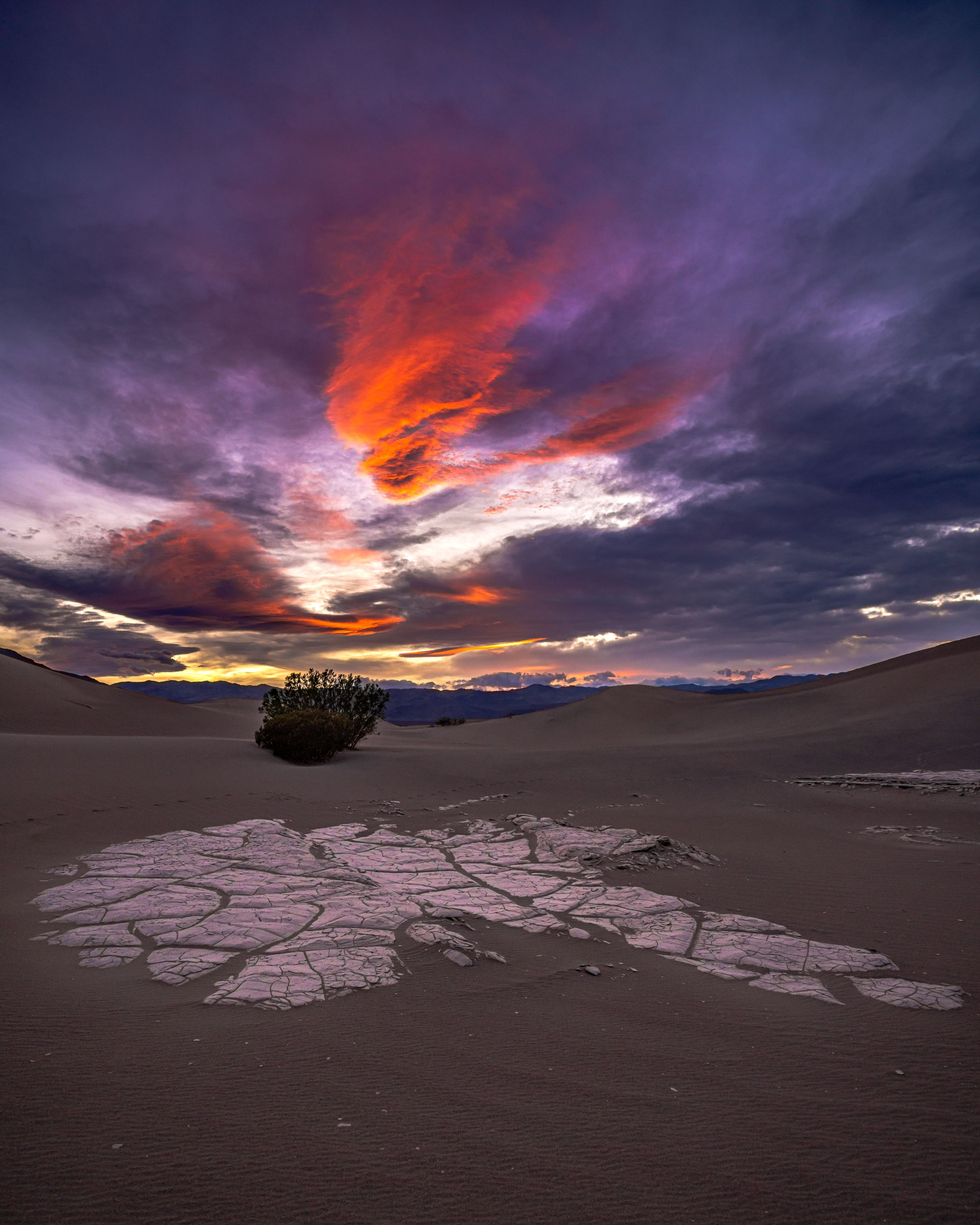 Desert Rose.jpg