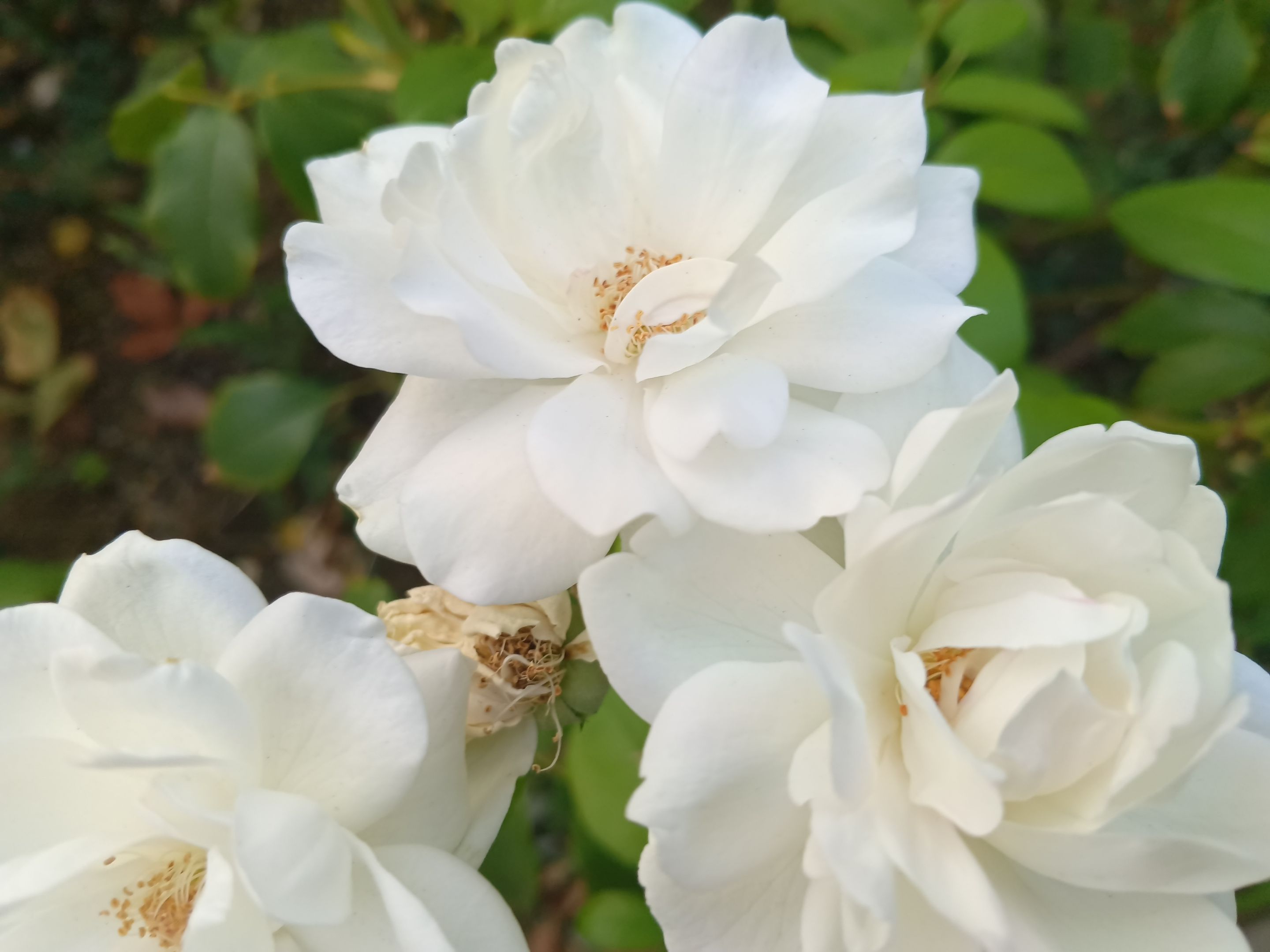 📷🌼Short photos at Solidarity Park: Some beautiful flowers in summer ☀️🏞️