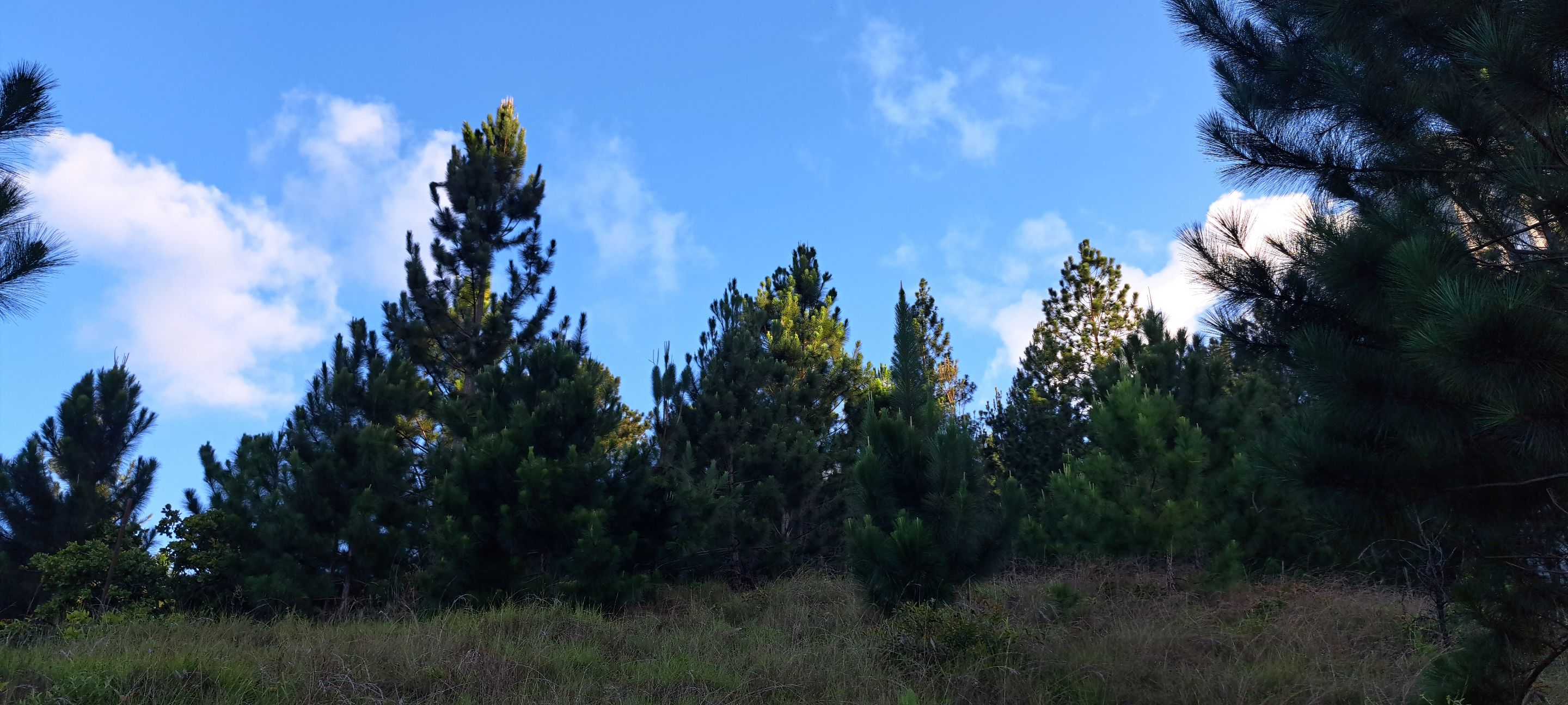20250716_175950.jpg