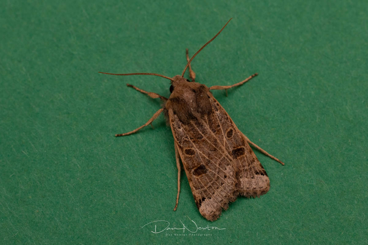 moth 27th sept-11.jpg