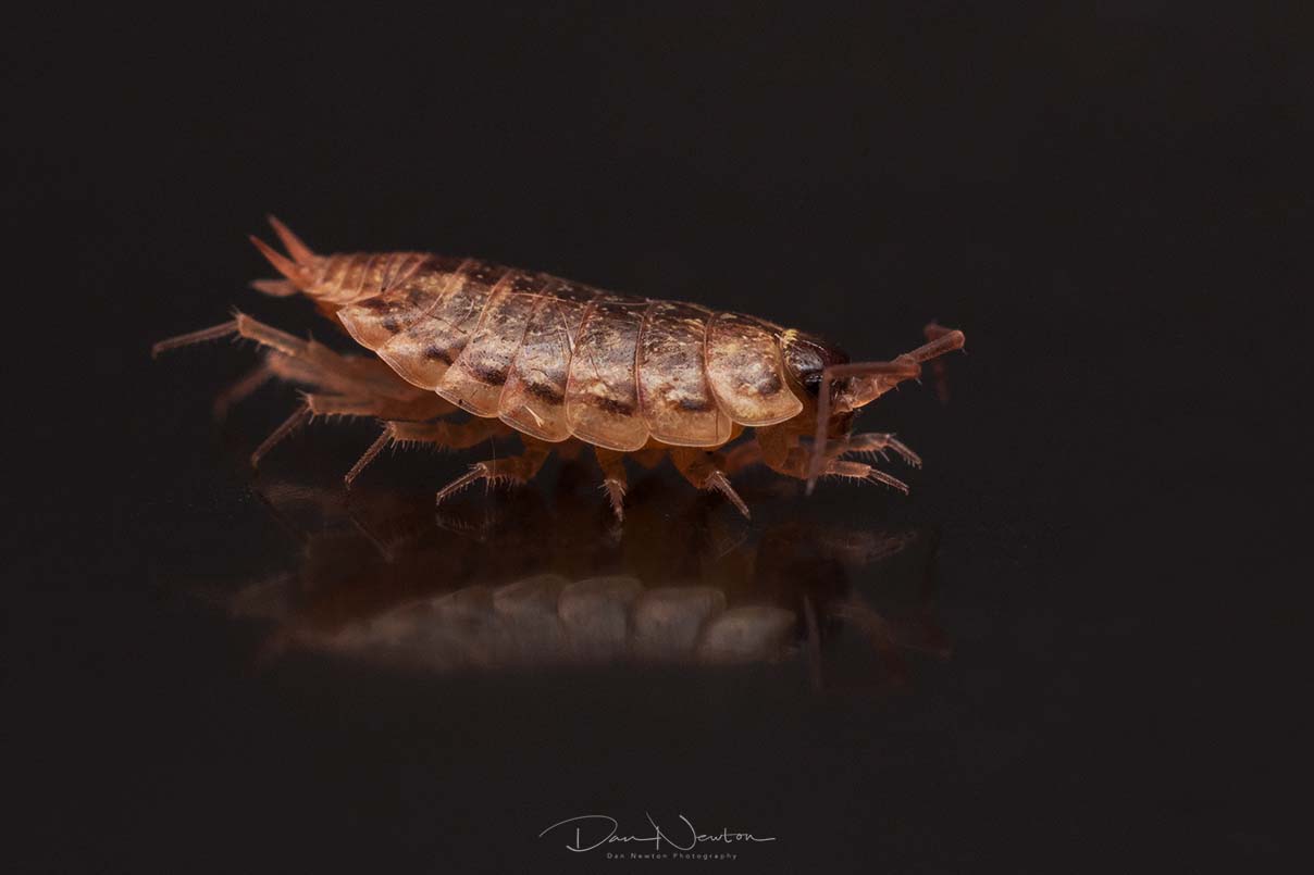 Striped Woodlouse - Philoscia muscorum-9603-1PP.jpg