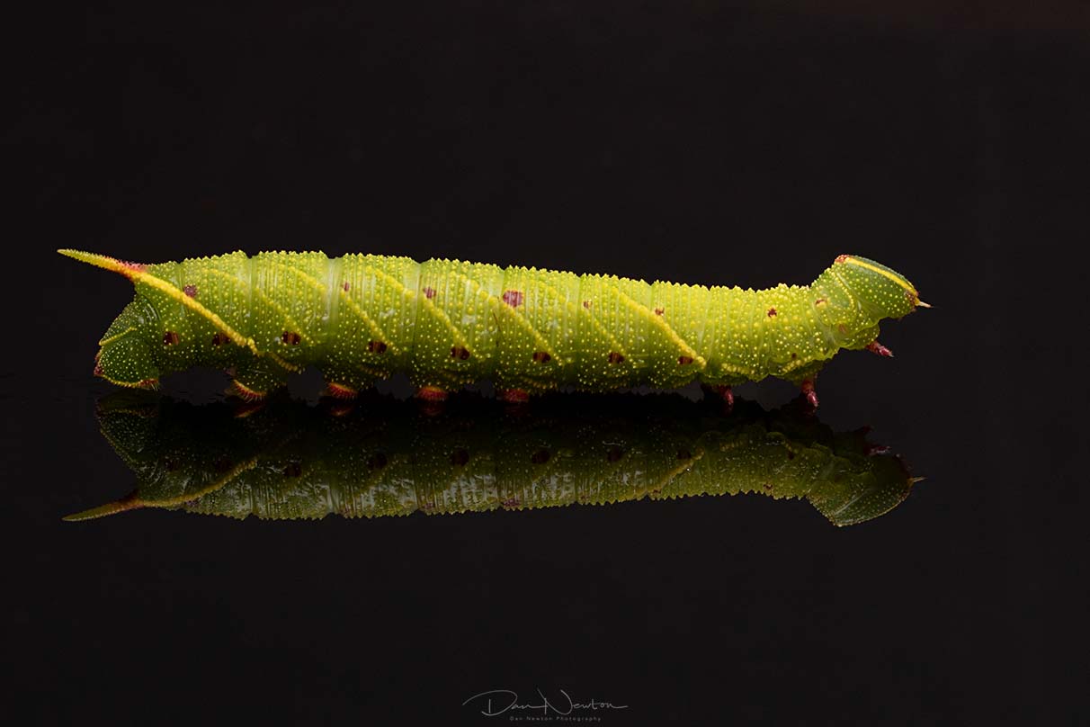 Privet Hawkmoth cat-2-1PP.jpg